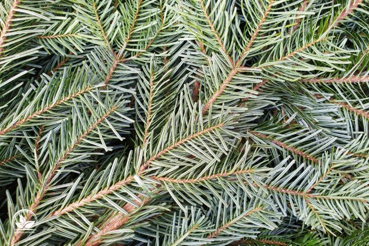 TOP 7 Exotische Nadelbäume Nadelbaum Als Grünes Highlight Im Garten!