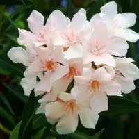 Oleander-Winterhart-Oder-Nicht_-Infos-Tipps-Zur-Pflege-Im-Uberblick