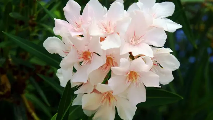 Oleander Winterhart Oder Nicht: Infos & Tipps Zur Pflege Im Überblick
