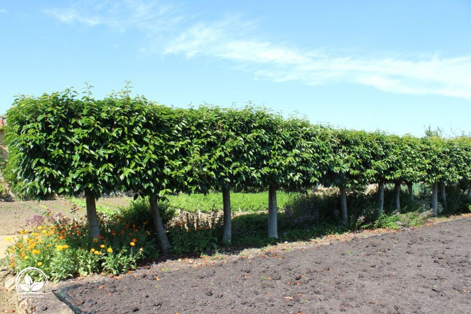 Kugelbaum Immergrün Die 9 Schönsten Sorten Für Garten Und