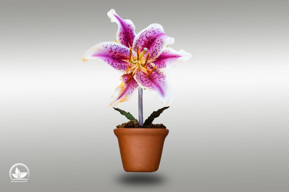 Lilien im Topf Tipps Und Tricks Zur Pflanzung Und Pflege Der Lilien