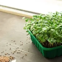 Superfood-Microgreens-Anbauen_-Der-Neue-Food-Trend-Im-Eigenen-Garten