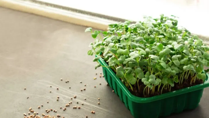 Superfood Microgreens Anbauen: Der Neue Food Trend Im Eigenen Garten!