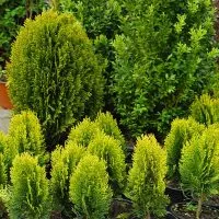 TOP-7-Exotische-Nadelbaume_-Nadelbaum-Als-Grunes-Highlight-Im-Garten