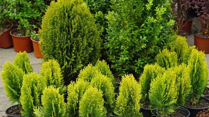 TOP 7 Exotische Nadelbäume: Nadelbaum Als Grünes Highlight Im Garten!