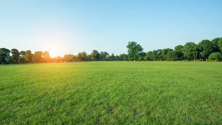 Tolle Alternative Zu Rasen: Der Beste Rasenersatz Für Ihren Garten!