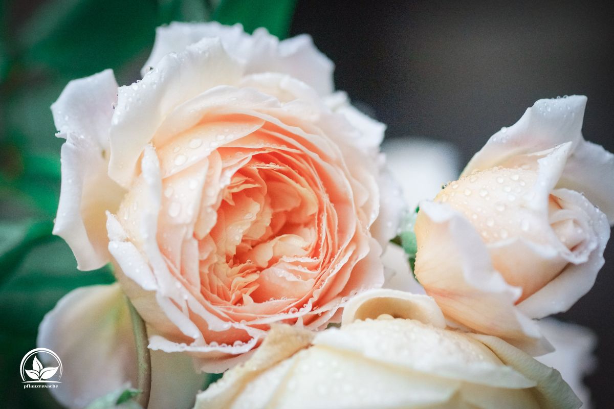 Hochstammrosen Was Sind Sie Und Wie Pflegt Man Sie Richtig?