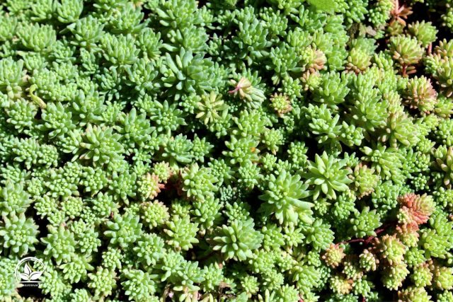 Bodendecker Dauerblüher Winterhart Buntes Meer Im Garten! Pflanzensache