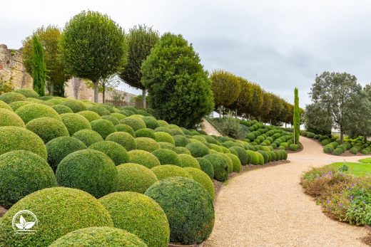 Kugelbaum Immergrün Die 9 Schönsten Sorten Für Garten Und