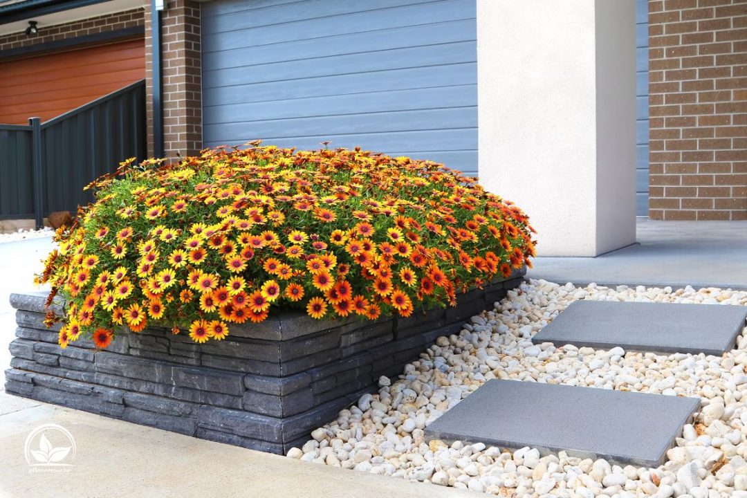 Tolle Alternative Zu Rasen Der Beste Rasenersatz Für Ihren Garten!