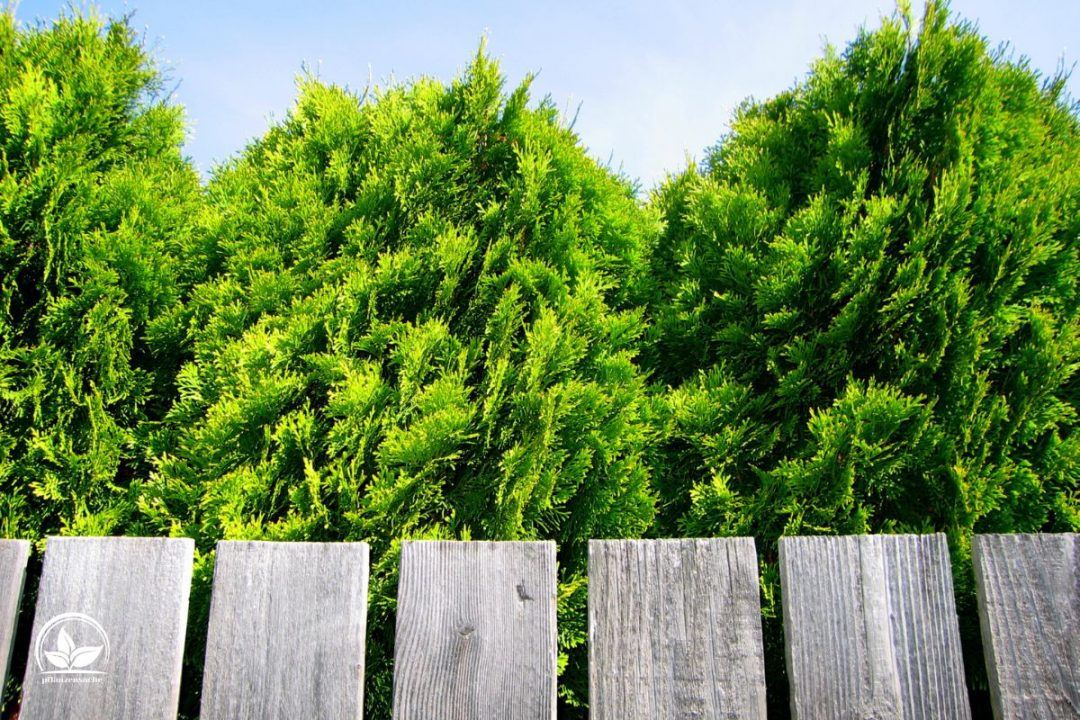 55+ Bäume Als Sichtschutz Zum Nachbarn, Auch im eigenen garten