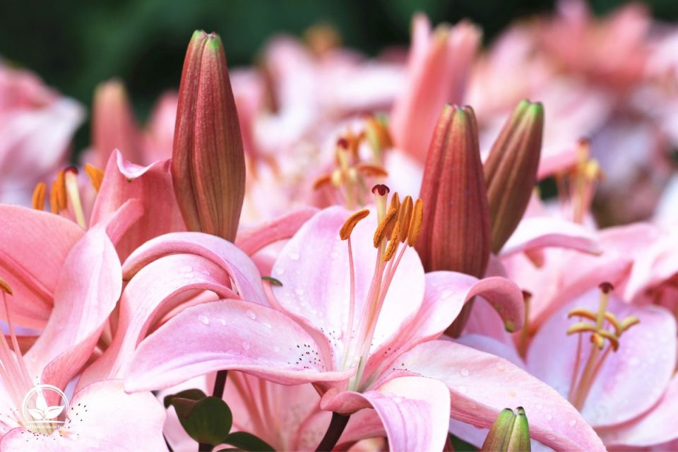 Lilien im Topf Tipps Und Tricks Zur Pflanzung Und Pflege Der Lilien