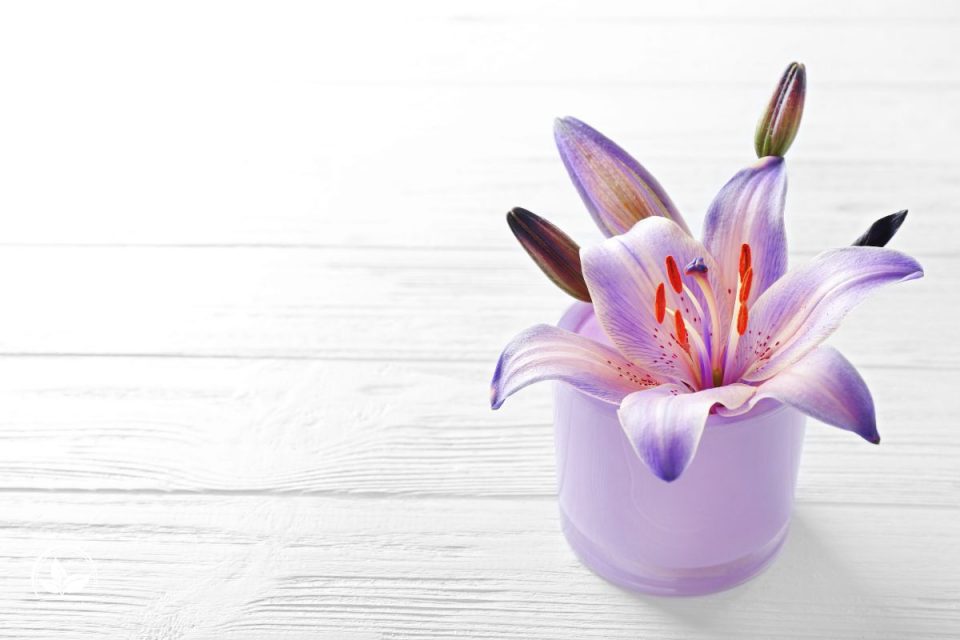 Lilien im Topf Tipps Und Tricks Zur Pflanzung Und Pflege Der Lilien