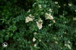 Schnell Wachsende Sträucher Für Garten Und Sicheren Sichtschutz