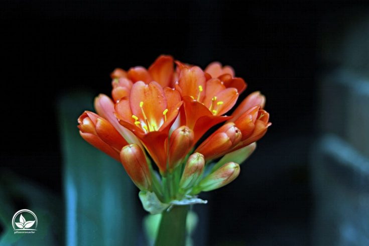 Zimmerpflanzen Orange Blüten Orangenfarbene Blumen Im Zimmer!