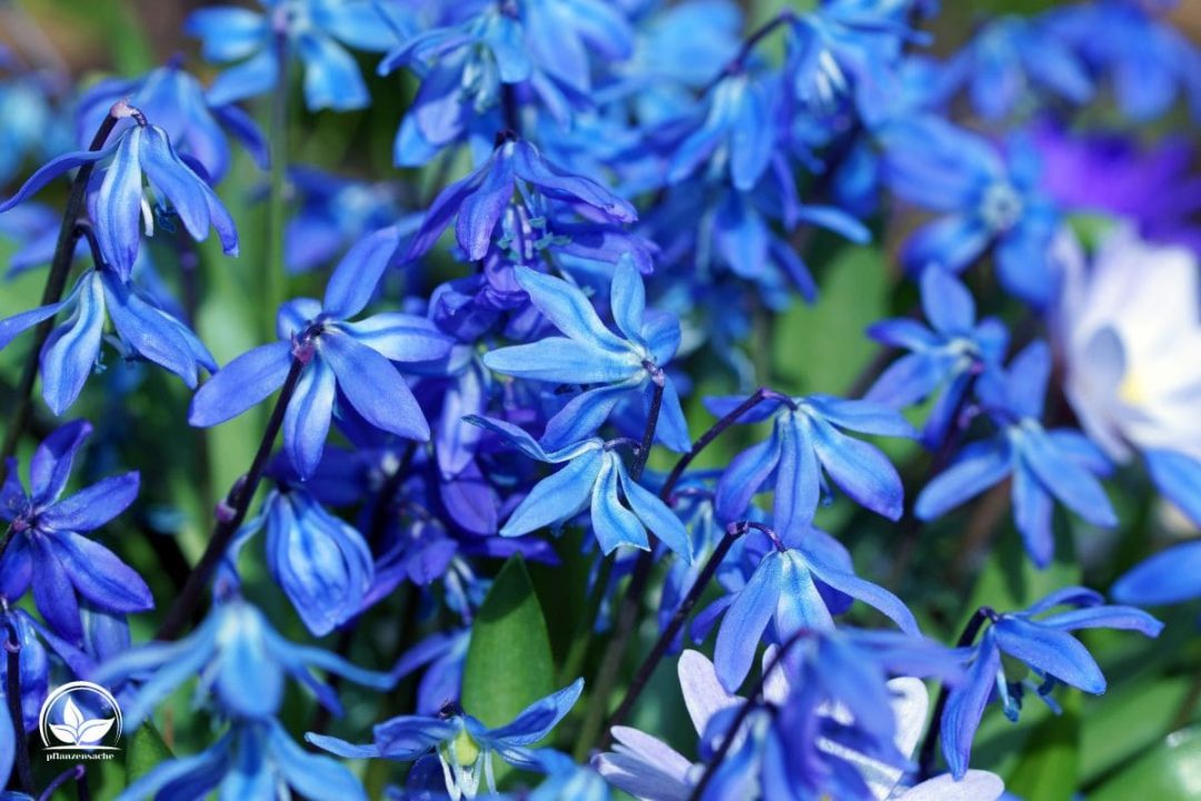 Topfpflanze Blaue Blüten Die Schönsten Pflanzen Mit Blauen Blüten