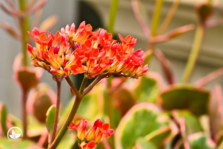 Winterblumen Für Drinnen 9 Winterblüher Mit Pflegetipps