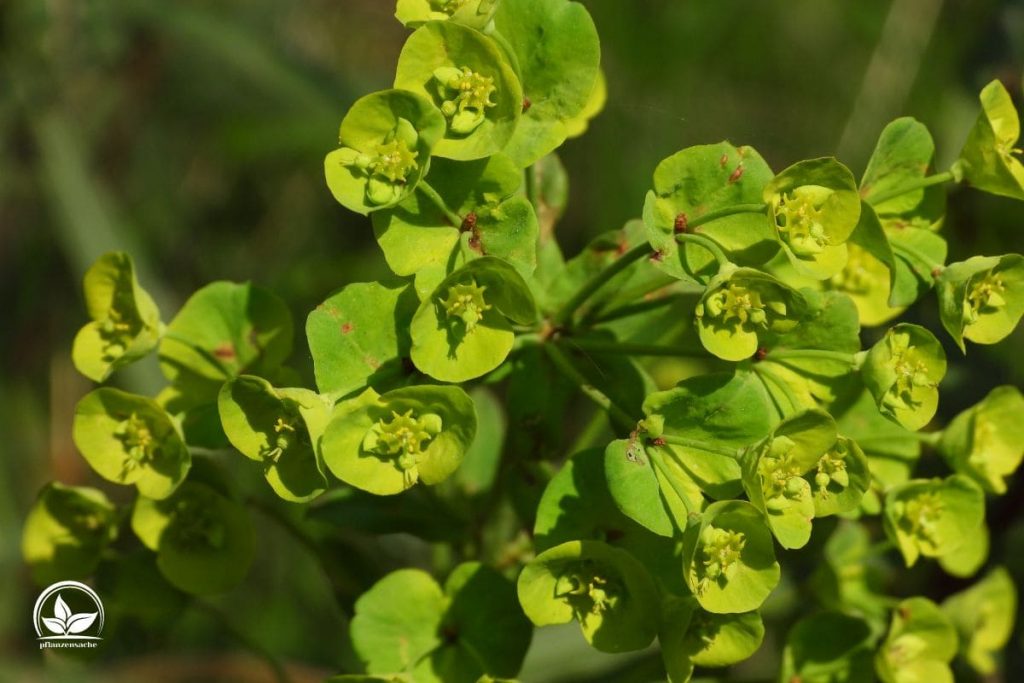 7.-Mandelblattrige-Wolfsmilch-Euphorbia-Amygdaloides