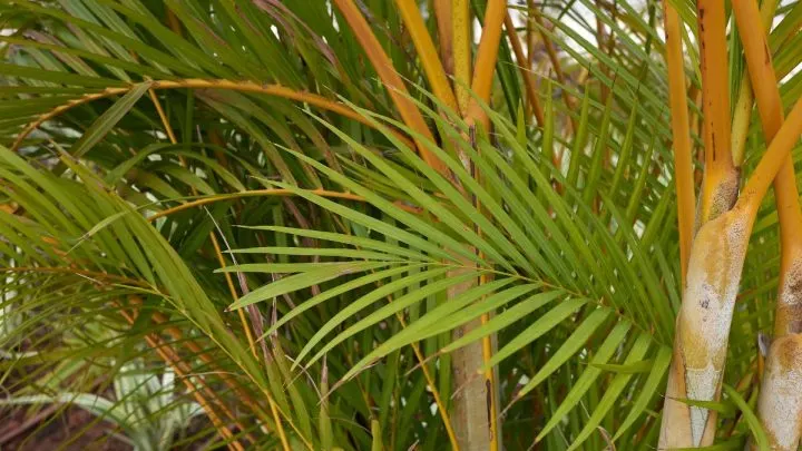 Alles Über Die Goldfruchtpalme Pflege Und Merkmale Im Überblick!