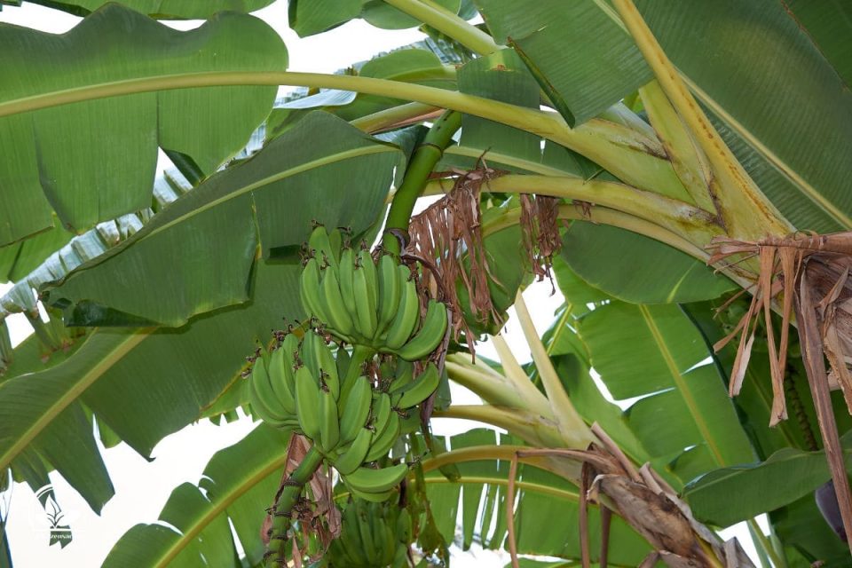 Die Tropische Bananenpflanze Pflege Und Merkmale Im Überblick