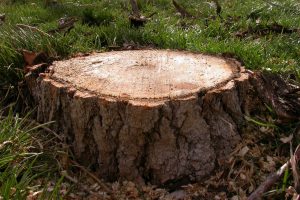 Baumstumpf-Verschonern_-Tolle-Ideen-Und-Moglichkeiten-Fur-Den-Garten
