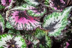 Blattbegonie-Begonia-Rex_-Alles-Uber-Die-Blattschmuckpflanzen