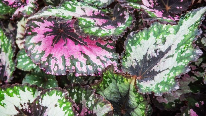 Blattbegonie (Begonia Rex): Alles Über Die Blattschmuckpflanzen!