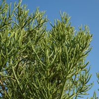 Bleistiftbaum-Euphorbia-Tirucalli_-Ausergewohnlich-Schone-Pflanze