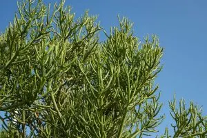 Bleistiftbaum-Euphorbia-Tirucalli_-Ausergewohnlich-Schone-Pflanze