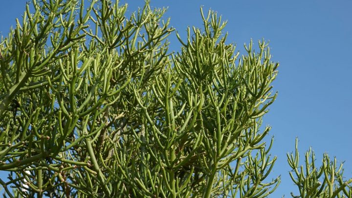 Bleistiftbaum (Euphorbia Tirucalli): Außergewöhnlich Schöne Pflanze!