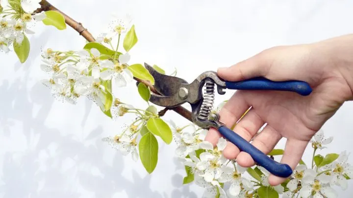Blumen Selber Schneiden: Der Richtige Zeitpunkt Für Den Schnitt!