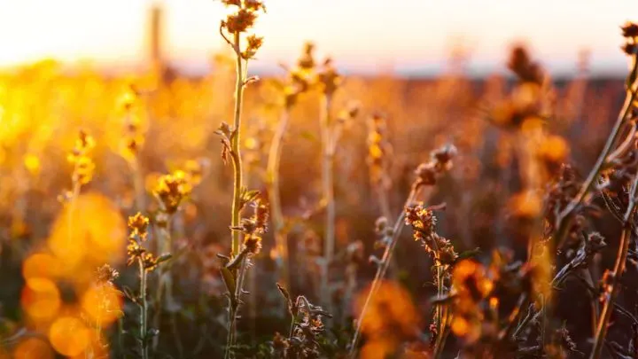 Blumenfelder NRW Und Ganz Deutschland: Die Besten Blumigen Fotospots!