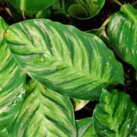 Calathea-Louisae-„Maui-Queen_-Korbmarante-Mit-Dem-Tollen-Blattwerk