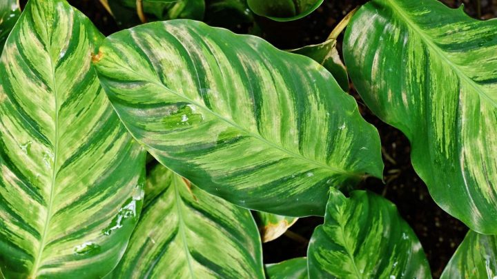 Calathea Louisae „Maui Queen“: Korbmarante Mit Dem Tollen Blattwerk!