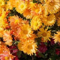 Chrysantheme-Arten_-Die-Einteilung-Auf-Einen-Platz