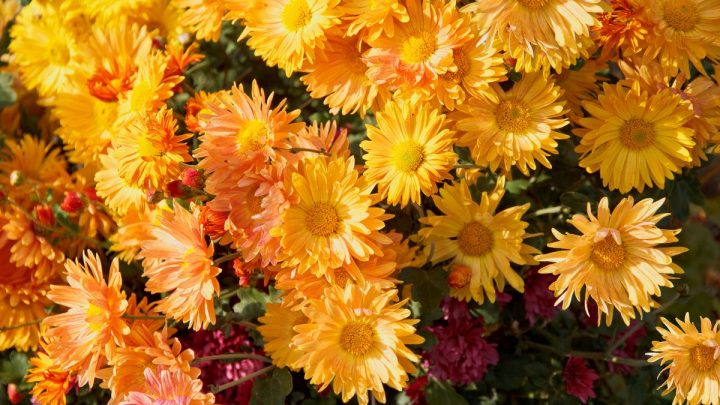 Chrysantheme Arten: Die Einteilung Auf Einen Platz