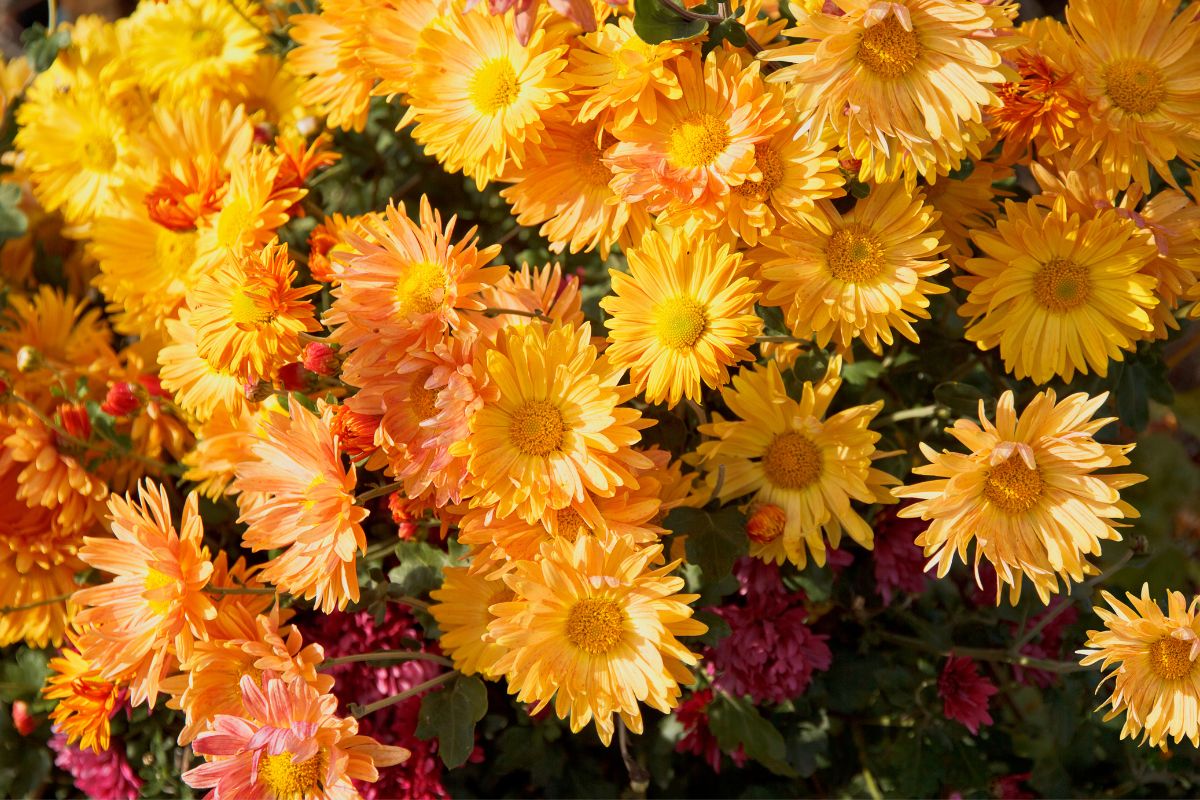 Chrysantheme Arten: Die Einteilung Auf Einen Platz - Pflanzensache