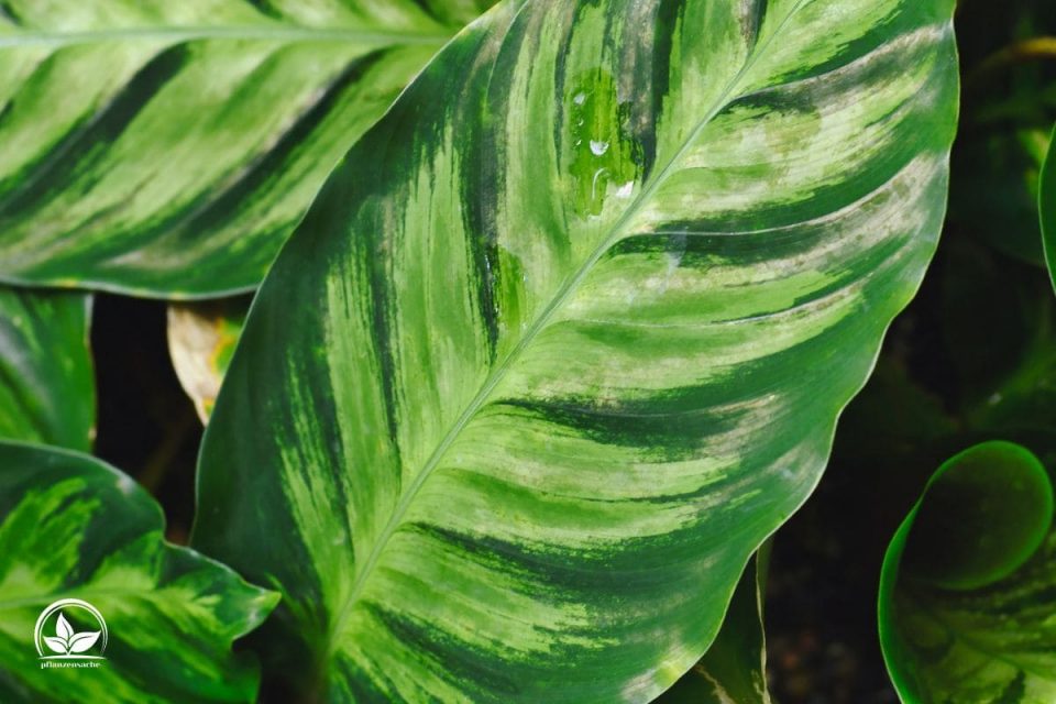 Calathea Louisae „Maui Queen“ Korbmarante Mit Dem Tollen Blattwerk
