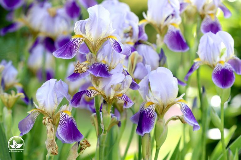 Blumen Selber Schneiden Der Richtige Zeitpunkt Für Den Schnitt!