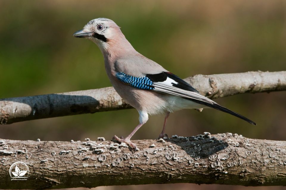 Eichelhäher Im Garten Die Vorteile Dieses Vogels Im Garten