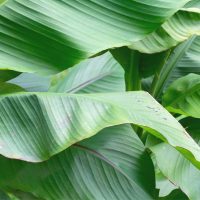 Die-Tropische-Bananenpflanze-Pflege-Und-Merkmale-Im-Uberblick-1