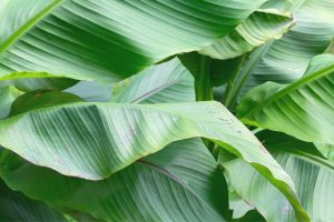 Die-Tropische-Bananenpflanze-Pflege-Und-Merkmale-Im-Uberblick-1
