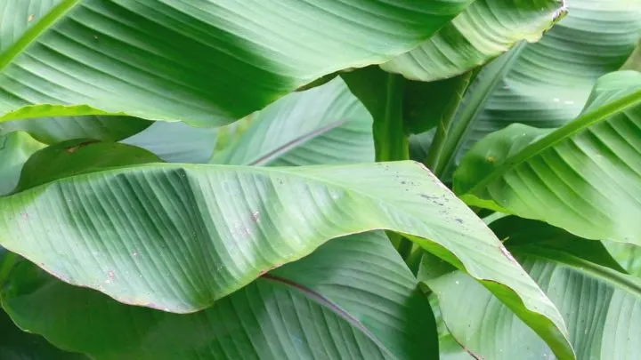 Die Tropische Bananenpflanze Pflege Und Merkmale Im Überblick!