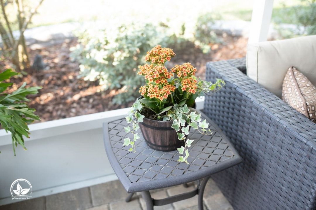 Zimmerpflanzen Orange Blüten Orangenfarbene Blumen Im Zimmer!