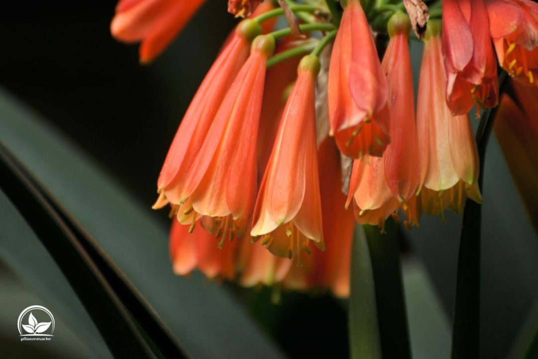 Zimmerpflanzen Orange Blüten Orangenfarbene Blumen Im Zimmer!