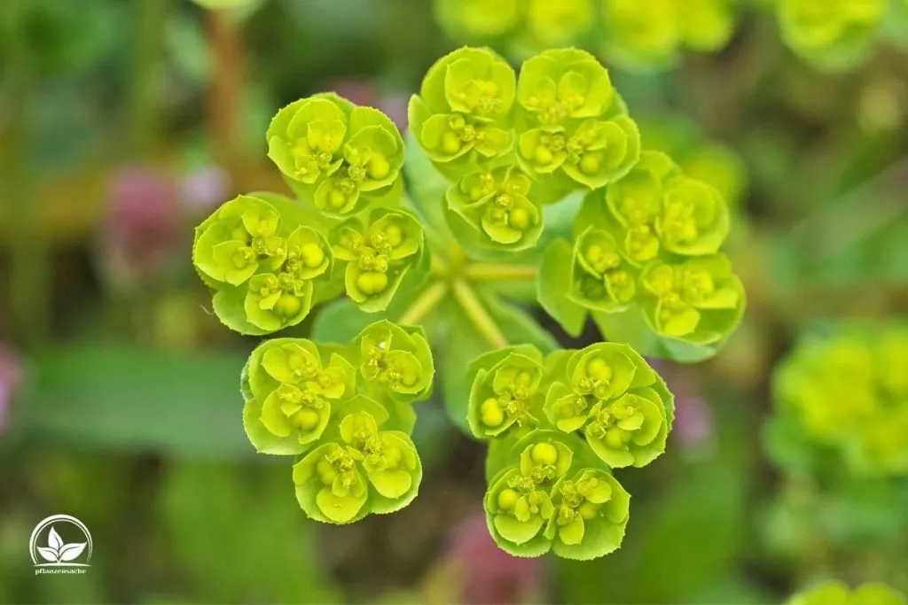 Die-winterharteste-Euphorbia-Arten
