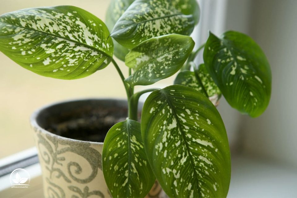 Dieffenbachia Gelbe Blätter