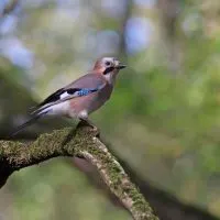 Eichelhaher-Im-Garten_-Die-Vorteile-Dieses-Vogels-Im-Garten