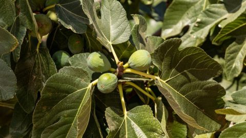 Feigenbaum Im Topf Im Freien Überwintern Die Besten Tipps! Pflanzensache