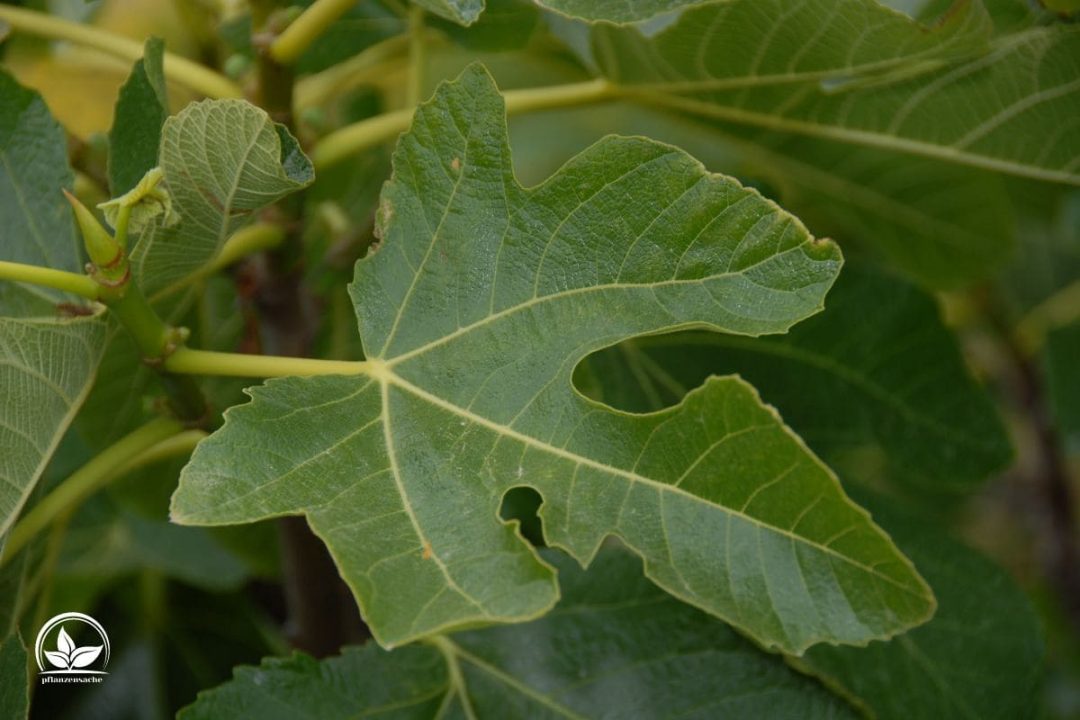 Feigenbaum Im Topf Im Freien Überwintern Die Besten Tipps! Pflanzensache
